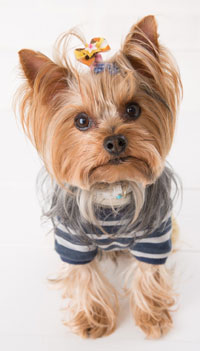 Yorkie